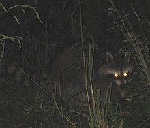 A raccoon's eyes brightly reflect a camera flash Raccoon red eye.JPG