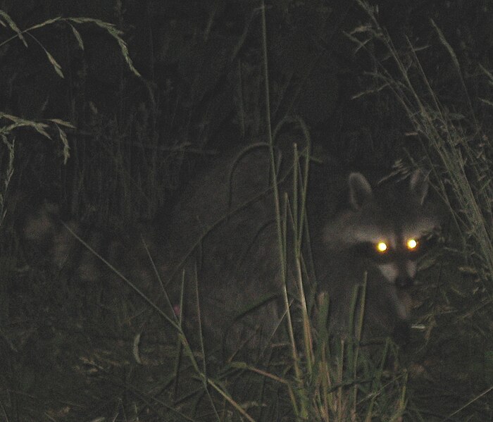 File:Raccoon red eye.JPG