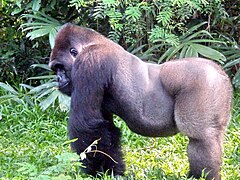 Gorilla, Männchen