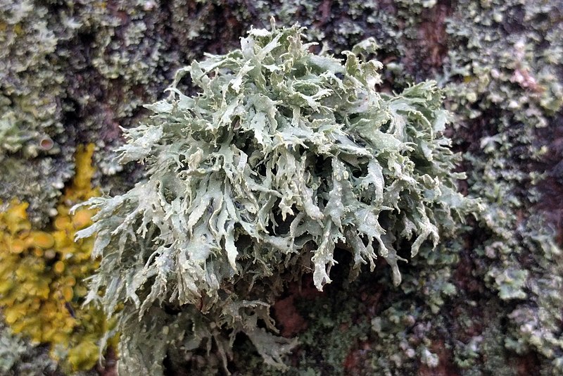 File:Ramalina farinacea 175402728.jpg