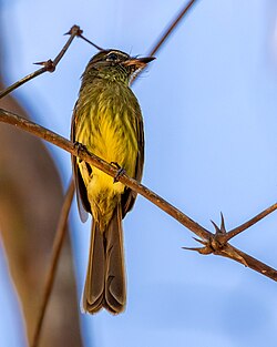 Ramphotrigon fuscicauda - Dusky-tailed Flatbill; Ramal do Noca, Rio Branco, Acre, Brazil (cropped).jpg