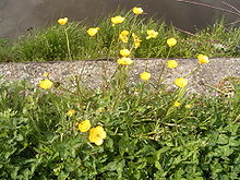 Ranunculus bulbosus plante.jpg