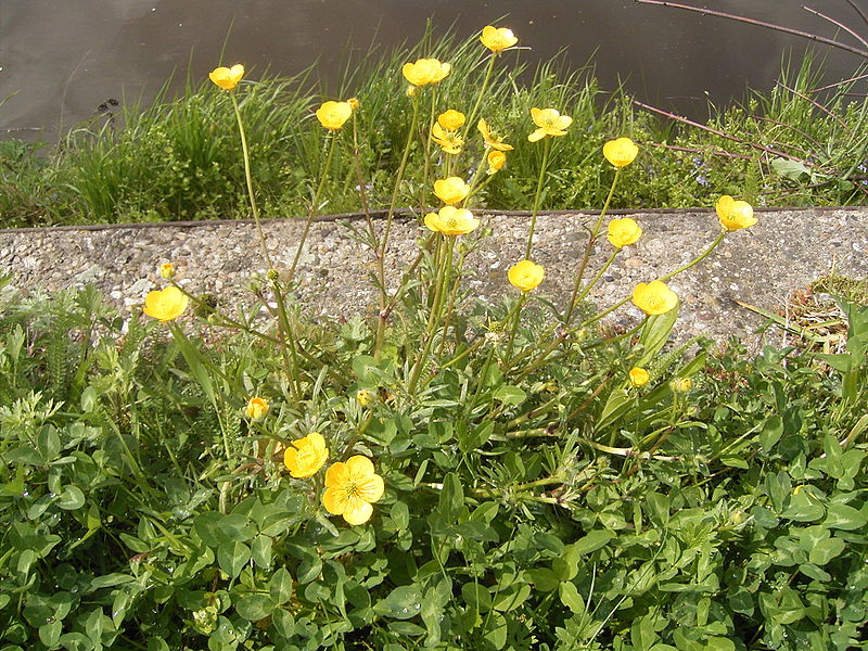 File:Ranunculus bulbosus plant.jpg