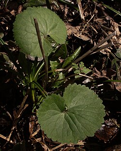 Ranunculus cassubicus4.jpg