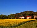 Champ de colza sur la rive de la Moselle.