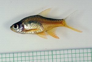 Rasboroides vaterifloris.jpg