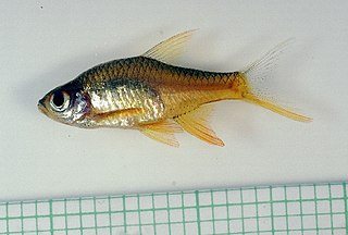 <i>Rasboroides vaterifloris</i> Species of fish