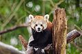 Red Panda (16179302307).jpg