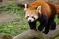 Red Panda (16712612597).jpg