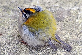 Common firecrest A very small passerine bird from Europe and northwest Africa