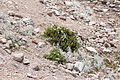 Reserva de Producción de Fauna Chimborazo