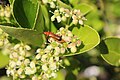 Rhagonycha fulva