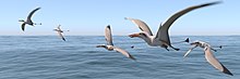 Life reconstruction of a flock of Rhamphorhynchus flying over the sea in Solnhofen area Rhamphorhynchus Flock.jpg