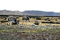 Patagonia, Chile