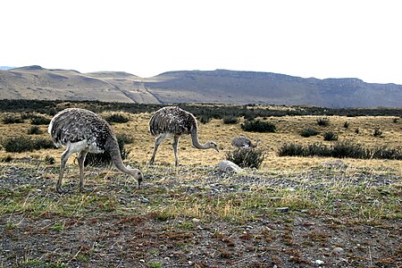 Rhea pennata -Patagonia -Chile-8.jpg