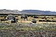 Rhea pennata -Patagonia -Chile-8.jpg