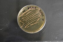 Rhodococcus zopfii on agar plate Rhodococcus zopfii NRRL B-16942 (Type Strain).jpg