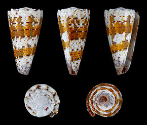 Descrierea imaginii Rhombiconus_imperialis_01.JPG.