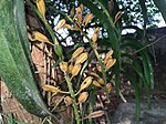 Fruits of Rhynchostylis retusa