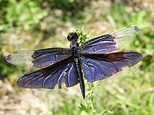 Rhyothemis fuliginosa(Male,Japan,2017.09.19,b).jpg