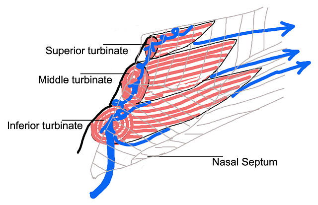 Inhalador Nasal Respira Profundo