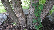 Trunk of a river birch River Birch Trunk.JPG