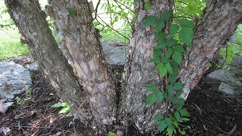 File:River Birch Trunk.JPG