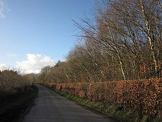 Briggins Moor