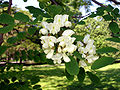 Robinia pseudoacacia Type species