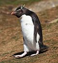 Miniatura per Pingüí salta-roques meridional