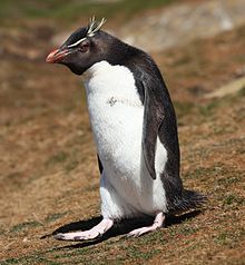 Rockhopper Penguin (5566888870).jpg