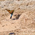 Rainbow Bee-eater, Merops ornatus - Beeliar wetlands burrows(nesting) in the path of Roe 8