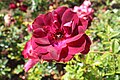 Rosa 'Burgundy Iceberg'