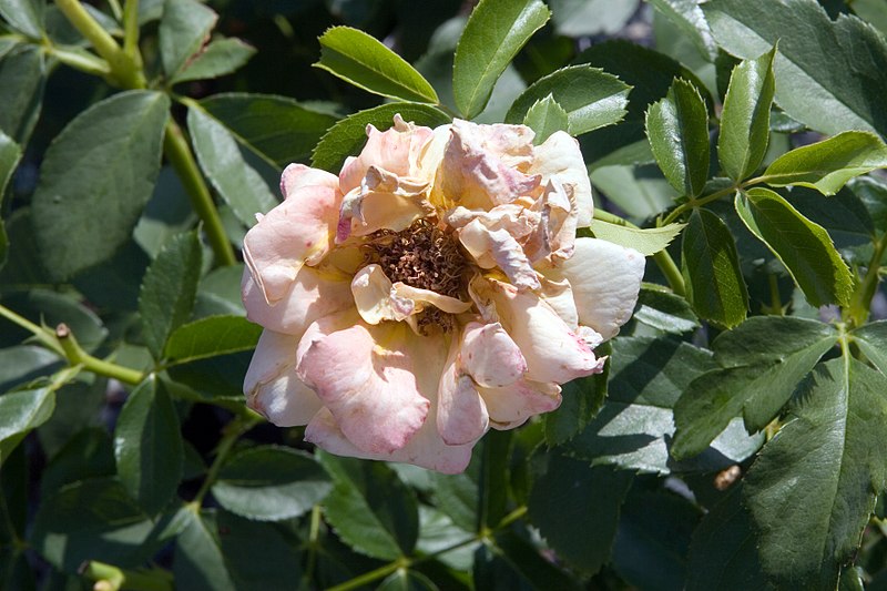 File:Rosa Honey Dijon 0zz.jpg