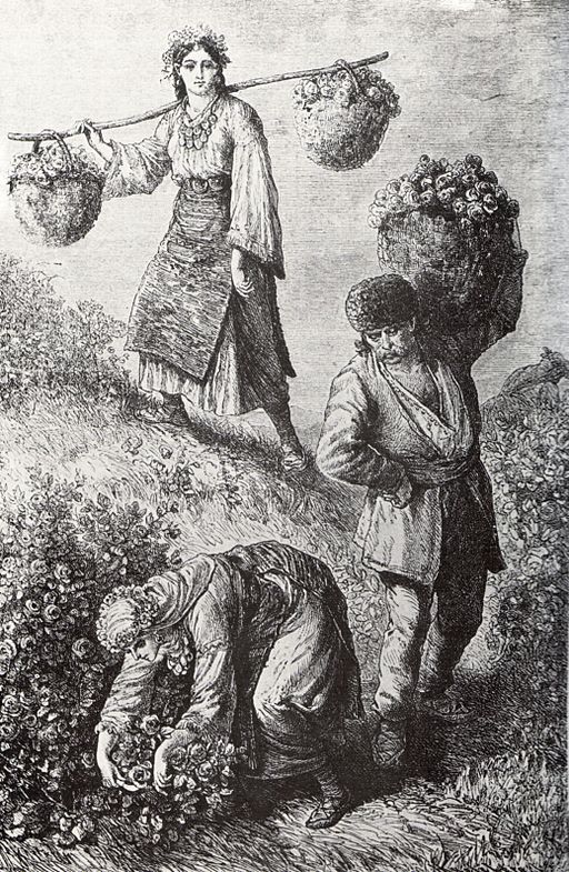 Rose-picking in Bulgaria 1870ies