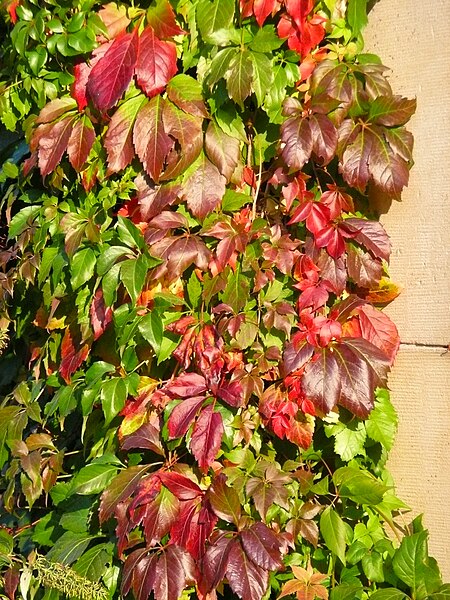 File:Rot gefärbtes Laub September 2011.JPG