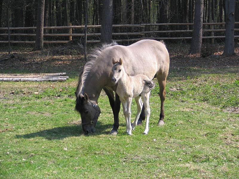 File:Roztocze konik polski.jpg