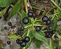 Fruit noirs