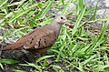 Ruddy Ground Dove (Columbina talpacoti) (24433148087).jpg