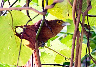 <span class="mw-page-title-main">Rufous coucal</span> Species of bird