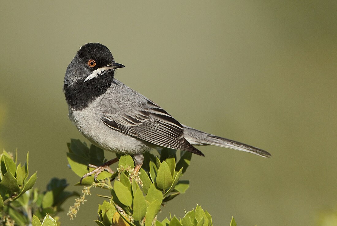 Rüppell's warbler