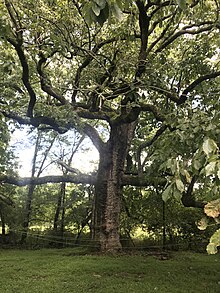 "Ruth" a Chinquapin White Oak Tree Ruth the chinkapin oak.jpg