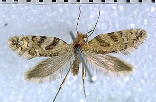 <i>Sabatinca aenea</i> Species of moth endemic to New Zealand