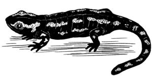 Salamender (PSF).png