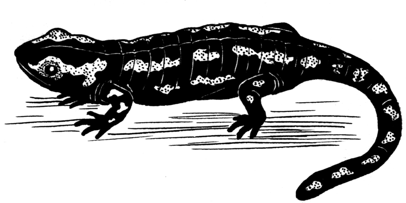 File:Salamender (PSF).png