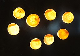 Salmon eggs in different stages of development.