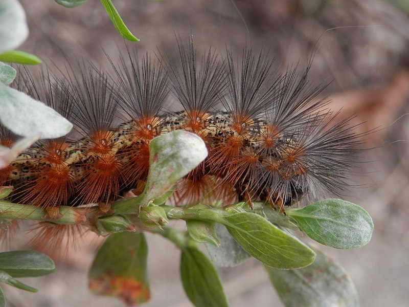 File:Salt Marsh Moth (Estigmene acrea), Larva - Saskatoon 02.jpg