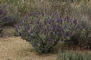 Salvia dorrii