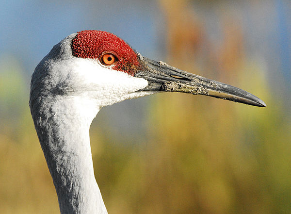 The bare area of skin on the face of a sandhill crane can change colour or even expand in area when the bird is excited.