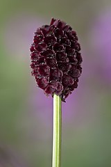 Sanguisorba officinalis